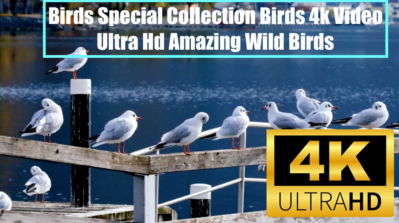 Birds Special Collection | Birds 4k Video Ultra Hd | Amazing Wild Birds