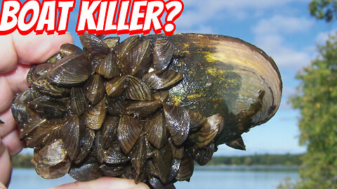 The Destructive Zebra mussels!