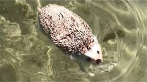 Insolite: ce hérisson passe une journée à la plage