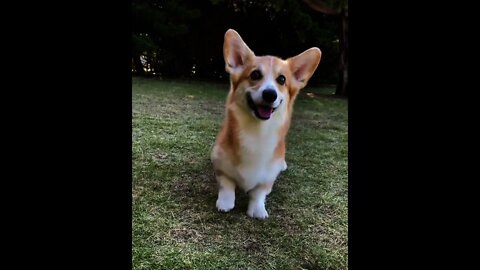 Good Job 👍 by Puppy 🐕 | #Shorts #Animals #Puppy