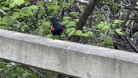 Beautiful red-tipped wing black bird