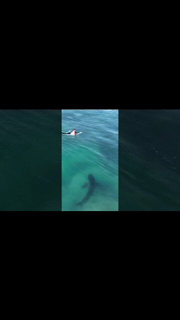 Surfers have no idea a Great White Shark is below them