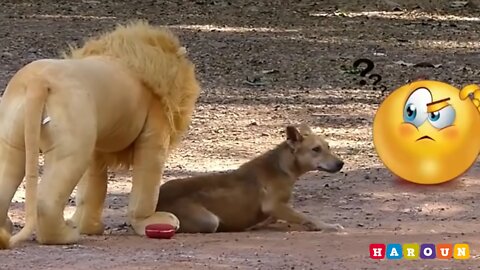 Troll Prank Dog Funny & fake Lion and Fake Tiger Prank To dog