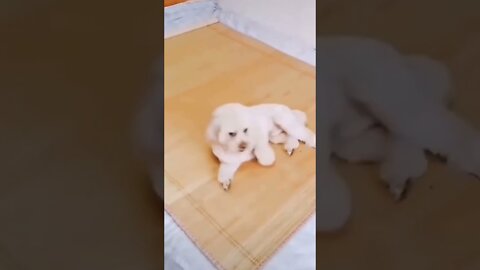 Funny Dog Reaction 🐶 Funny Dog Compilation Videos
