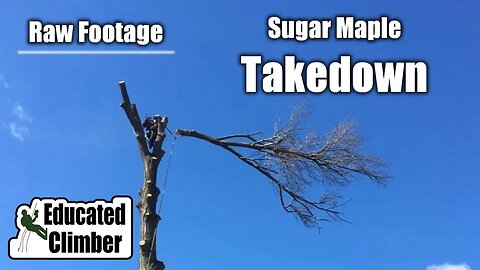 Sugar Maple Takedown: 3-Point Setup & Basic Rigging | Arborist Basics Climbing, Rigging, Cutting