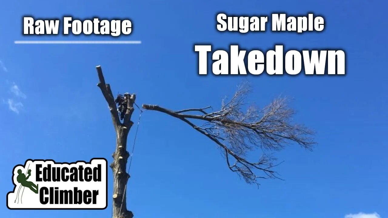 Sugar Maple Takedown: 3-Point Setup & Basic Rigging | Arborist Basics Climbing, Rigging, Cutting