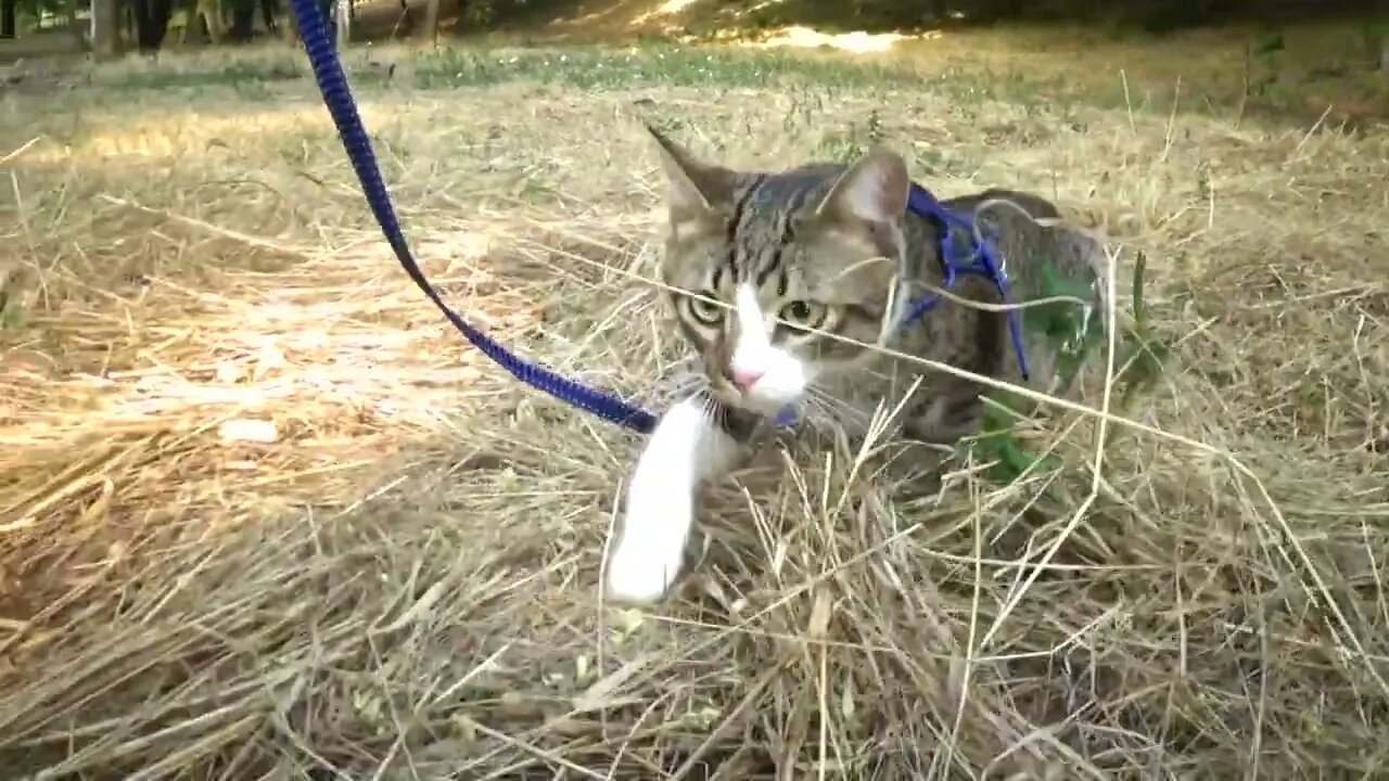 Kitten Comes to Me