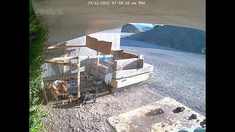 3 new wild kittens drink milk
