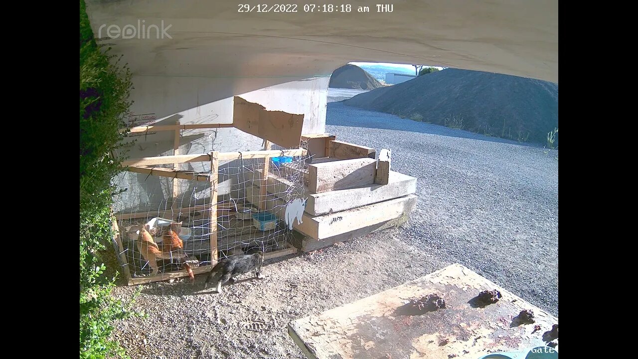 3 new wild kittens drink milk