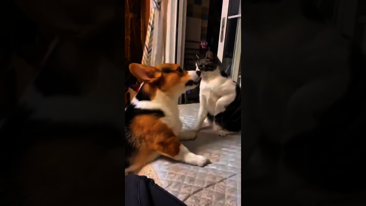 lose dog #dog #pet #cat