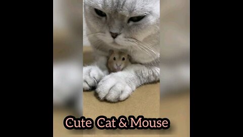 Cute Funny cat mouse