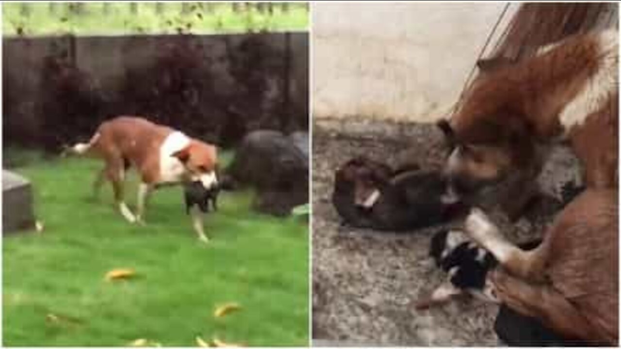 L'istinto materno di una cagnolina sotto la pioggia