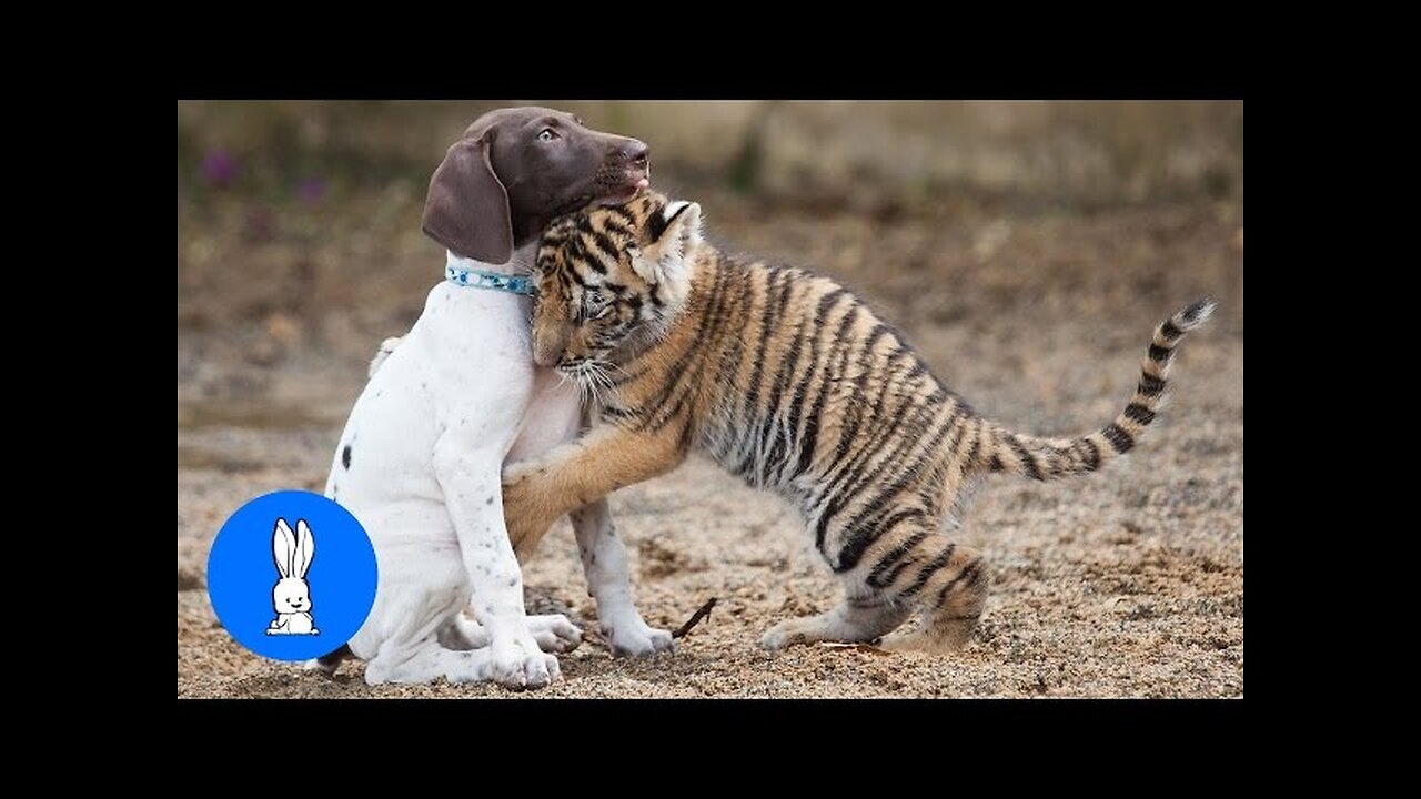 Cute Baby Tiger Cubs Playing - CUTEST Compilation