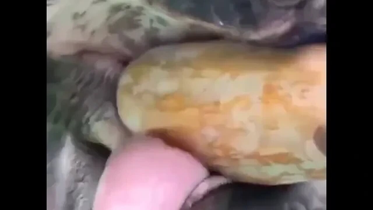 Elephant teeth are unique in their shape and structure .