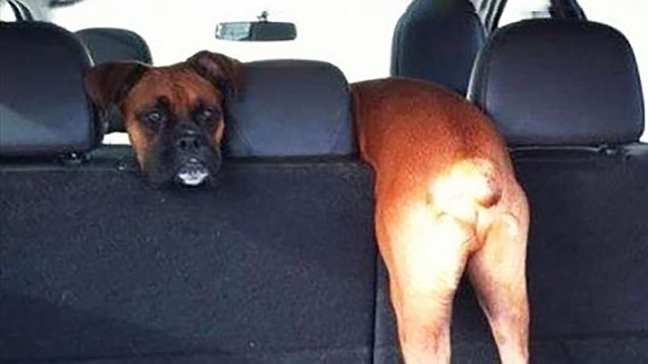 Funniest Animals 😄 New Funny Cats and Dogs Videos 😹🐶 Part :- 51