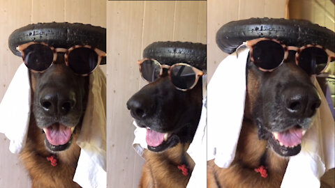 THIS SHEEPDOG LOOKS LIKE A SHEIKH | FUNNY DOG