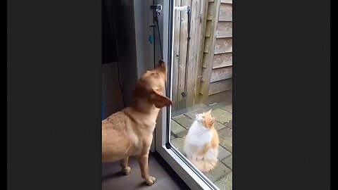 The Cat's Personal Door Man