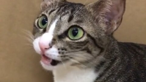 the little cat meows