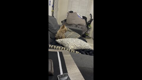 asking my yorkie what kind of video i should make