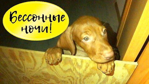 Hyperactive dog | Hungarian Vyzhla | Hunting Dog