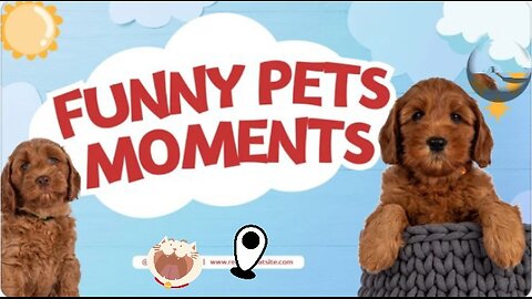 Funny Animals Videos - When Animals Forget They're Animals 😂