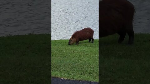 O cachorro estranho de Curitiba! #shorts