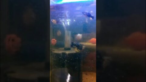 Tiniest Fish in a Little aquarium #short