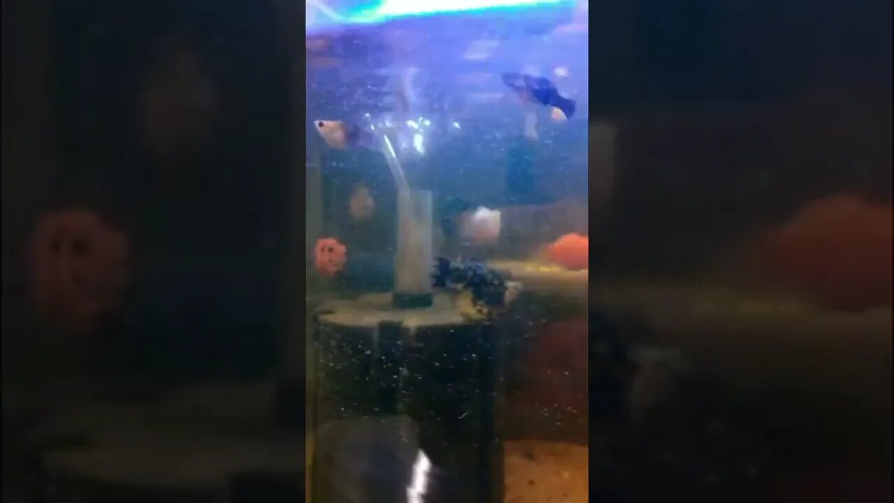 Tiniest Fish in a Little aquarium #short