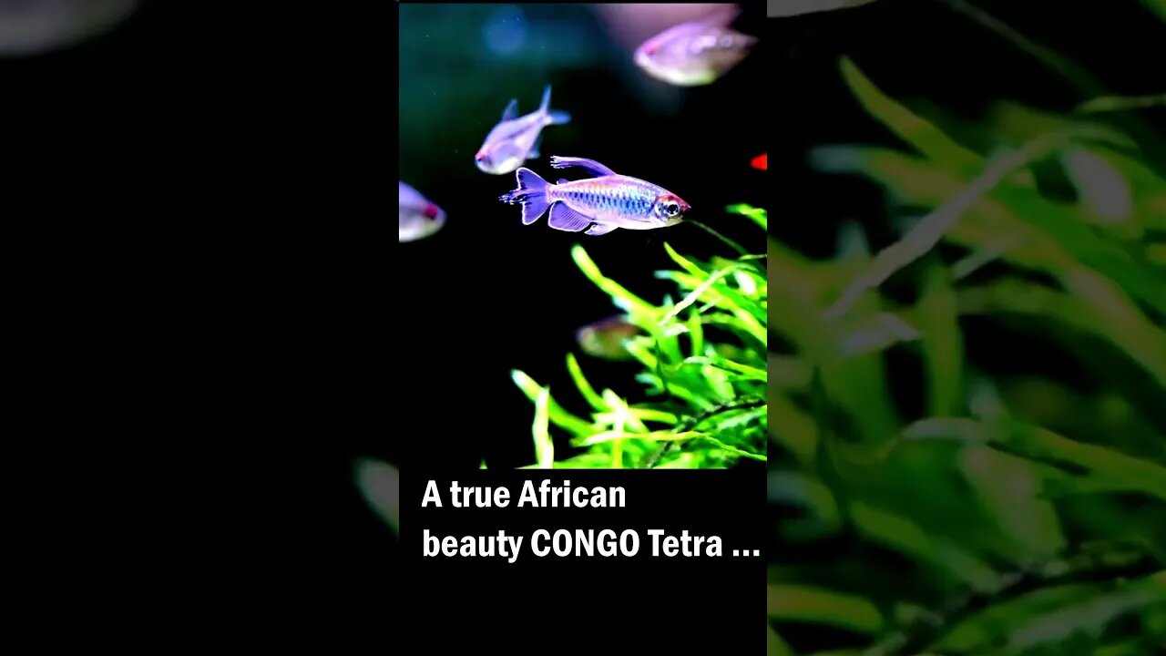 The true African beauty Congo tetra #planted #plantedtank #planted #fish #aquariumgardens #fishtank