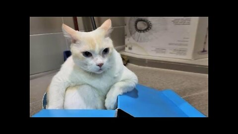Funny animals - Funny cats / dogs - Funny animal videos / Best videos of 2022