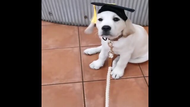 Funny Animal Videos 2022 π - Funniest Cats And Dogs Videos πΊπ #6