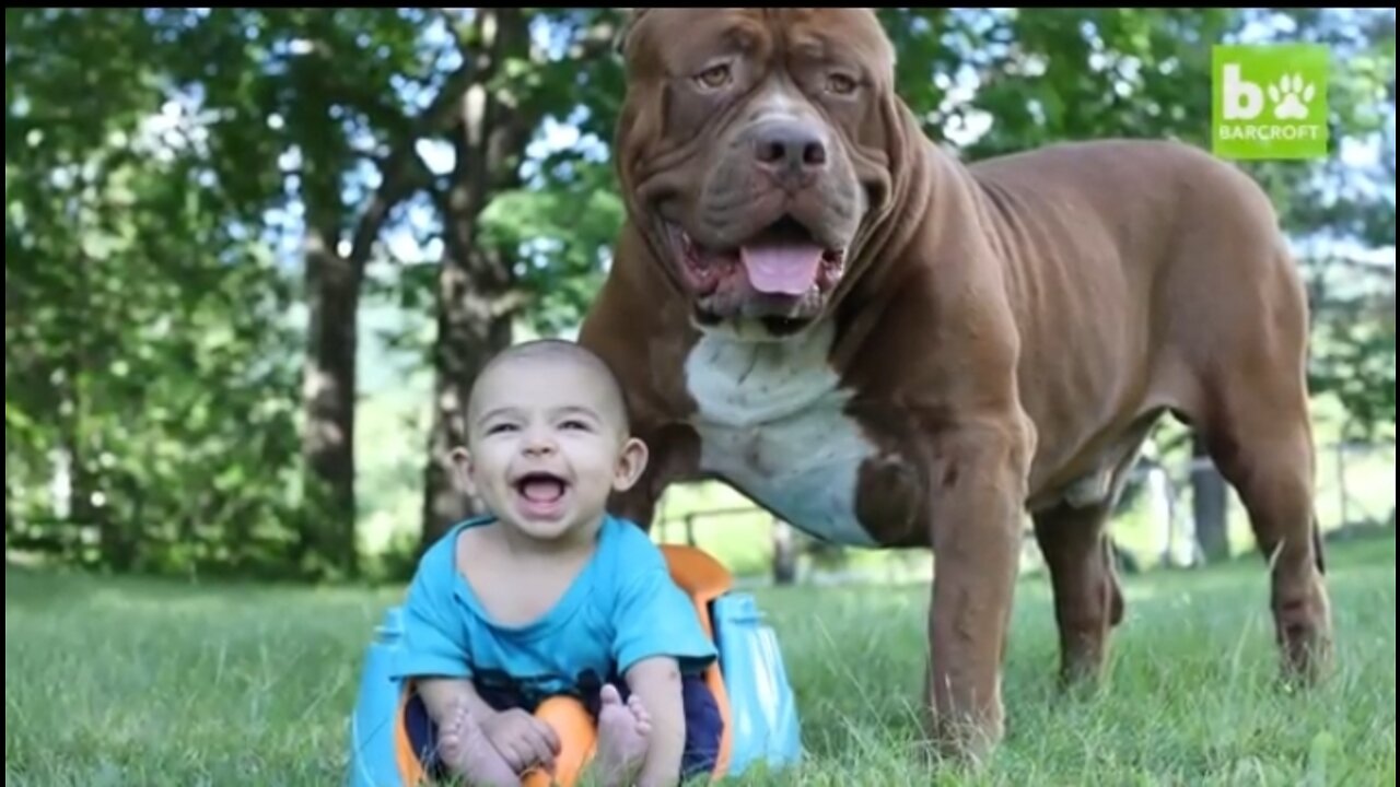 Giant pitbull vs newborn baby story.