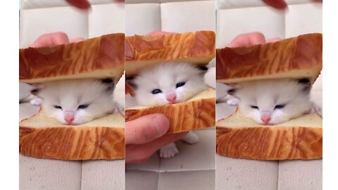 Cat sandwich 😇🤣 #cute #cat #pets #cutecat #catsoftiktok