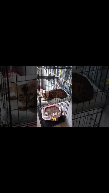 #Bengal #Cat