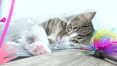 Funny Cat Plays from a Plastic Bag