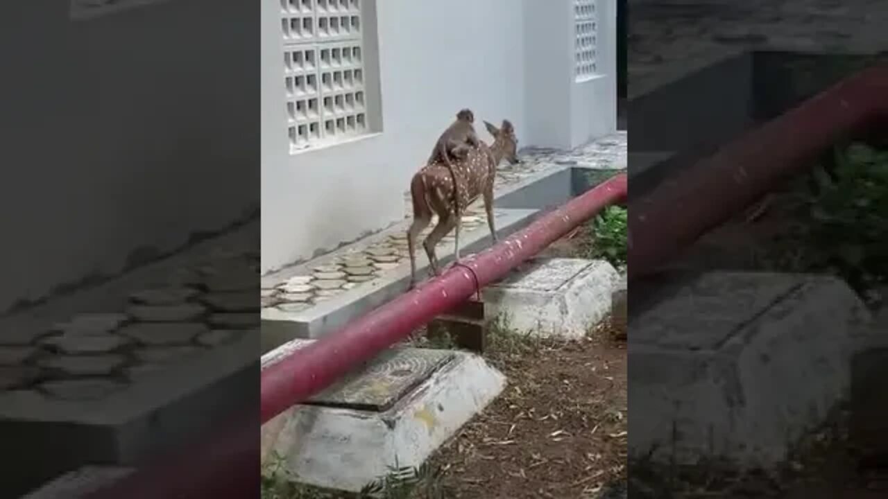 Need a ride ? Uber Monkey's Uber is Gazelle !!!