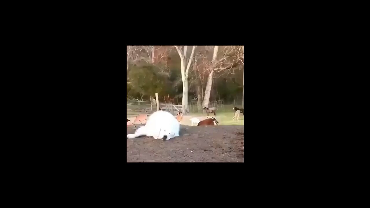 The Funny Farm Animals | feat. Dan and Billy | #exploreunseens