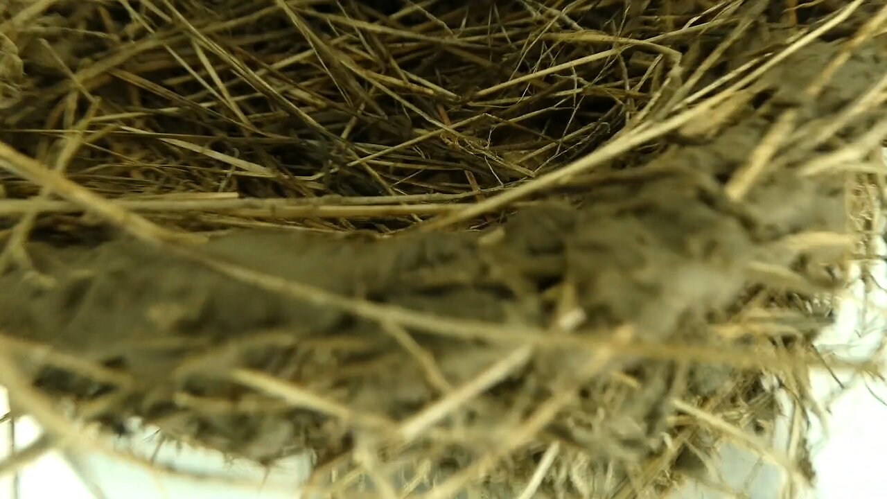 SWALLOW (The Bird) (NEVER MORE)