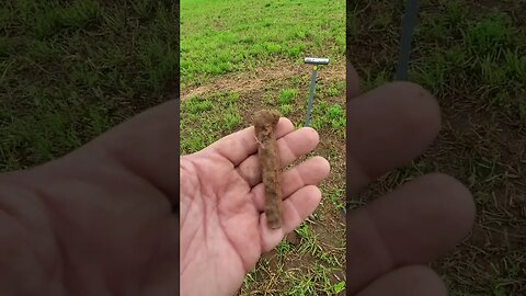 Huge square nail #metaldetecting #shorts