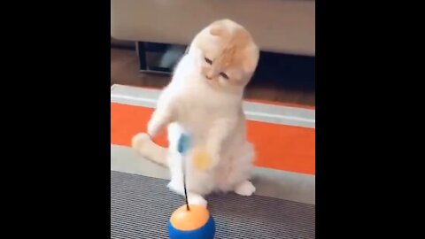 Cute And Funny Pets | Pets Compilation #9