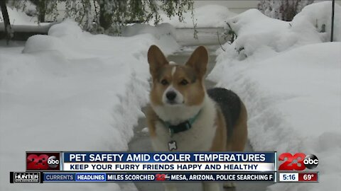 Pet safety amid cooler temperatures