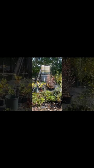 Fall Colours everywhere! Not much time left for fall planting!