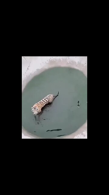 Funny Lion #Shorts #ytshorts #Dogs #Animals #Fun