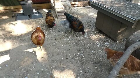 Classic snack for chickens. Dried black solder fly larvae.
