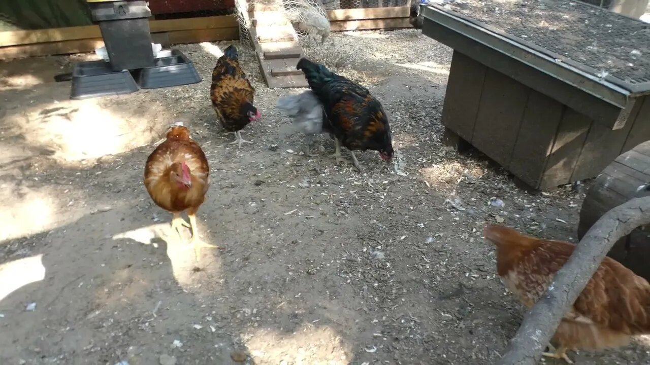 Classic snack for chickens. Dried black solder fly larvae.