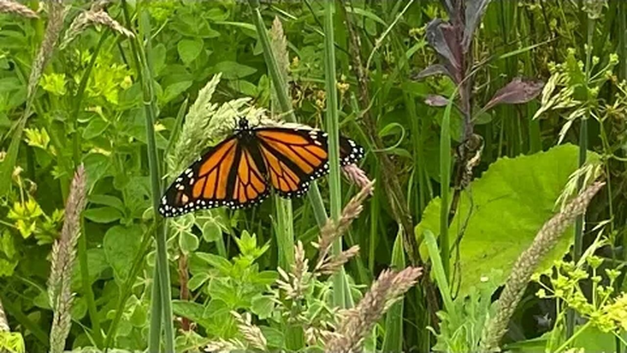 Butterfly collecting pollen, seeing pollen from grasses