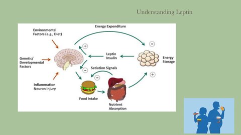 Leptin Balancer - Dr. Kevin Conners