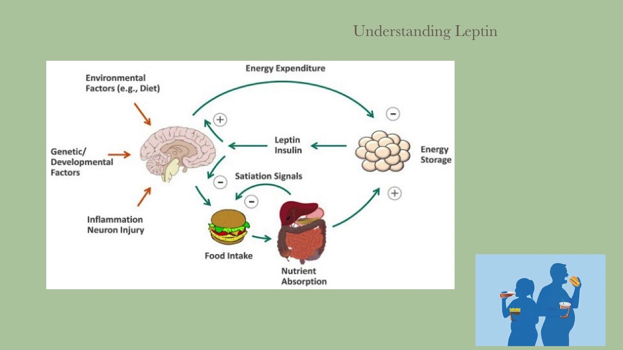 Leptin Balancer - Dr. Kevin Conners