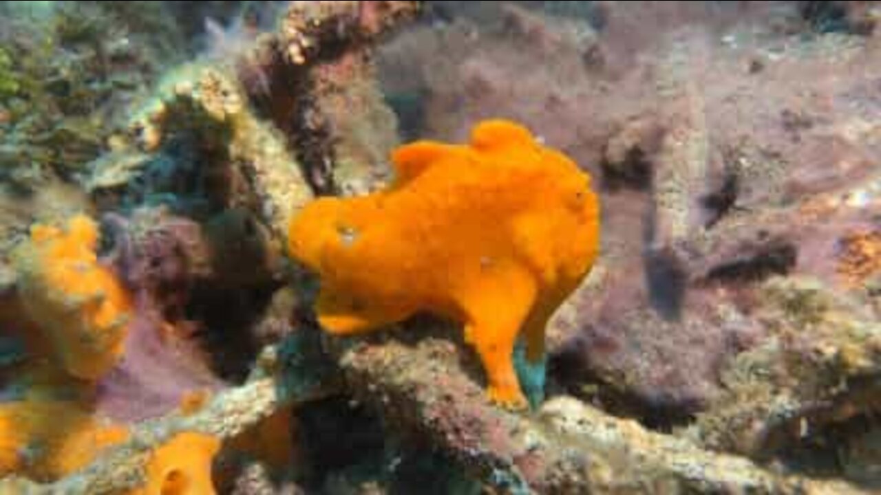 Cute frogfish is merciless predator