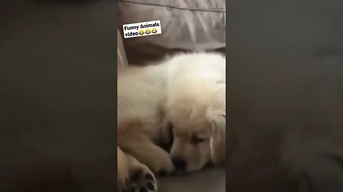 Funny Animals Video 😂 #funny #funnyshorts #funnyvideo #fun #funnymemes #funnycats #funnyanimals